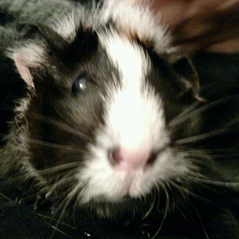 Meet your Posher, Nicole